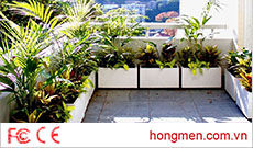Những loại cây thích hợp trồng ở lan can chung cư
